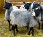 Efektīva aitu audzēšana un audzēšana mājās