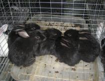Εκτροφή κουνελιών ως επιχείρηση: οργάνωση φάρμας