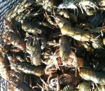 Breeding crayfish at home with minimal investment