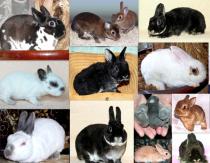 Развъждане на зайци като бизнес: организиране на ферма